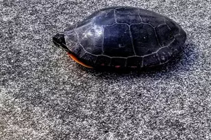 30170 Beeson St, Dowagiac, MI 49047 - Photo 42