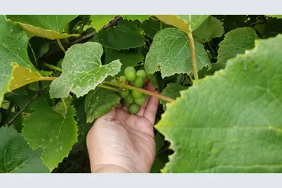 30170 Beeson Street, Dowagiac, MI 49047 - Photo 50