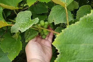 30170 Beeson St, Dowagiac, MI 49047 - Photo 50