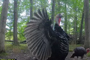 9159 Moreland Rd, Jerome, MI 49249 - Photo 66