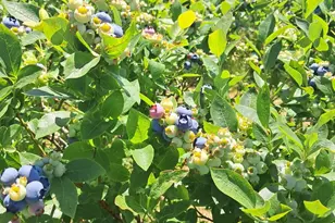 11651 Cr 687, South Haven, MI 49090 - Photo 38