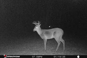 8558 Monterey Dr, Evart, MI 49631 - Photo 84