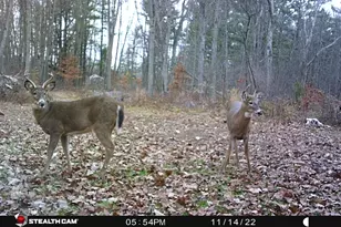 8558 Monterey Dr, Evart, MI 49631 - Photo 88