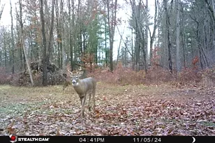 8558 Monterey Dr, Evart, MI 49631 - Photo 76