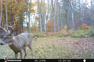 8558 Monterey Dr, Evart, MI 49631 - Photo 70