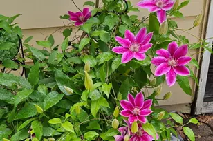 3584 W Maple Rd, Wixom, MI 48393 - Photo 18