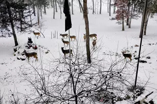 781 Hopkins Rd, Lyons, MI 48851 - Photo 122