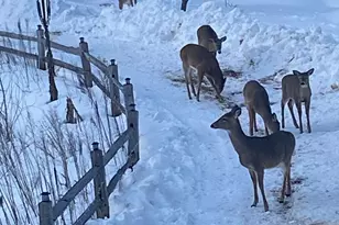 1255 E Chickadee Ln, Luther, MI 49656 - Photo 82