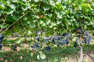 1980 Angling Rd, Watervliet, MI 49098 - Photo 46