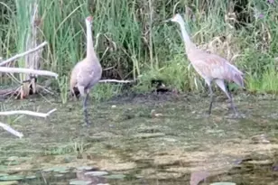 14807 Huyck Lake Ln, Marcellus, MI 49067 - Photo 48