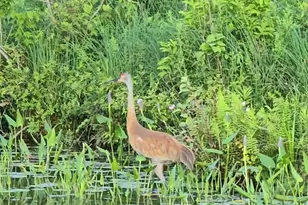 14807 Huyck Lake Ln, Marcellus, MI 49067 - Photo 46