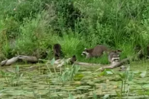 14807 Huyck Lake Ln, Marcellus, MI 49067 - Photo 72