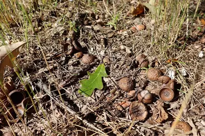 1231 Manor Road, Au Gres, MI 48703 - Photo 20