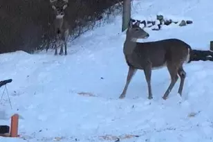 29050 Wilderness Dr, Sturgis, MI 49091 - Photo 44