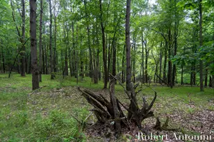 4751 S Johnson Rd, Gowen, MI 49326 - Photo 12