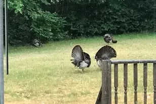 2255 River Rd, Hastings, MI 49058 - Photo 40