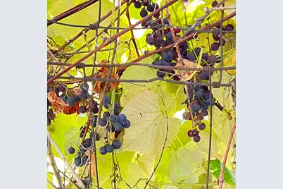 3025 NE Lakeshore Drive, Harrisville, MI 48740 - Photo 32