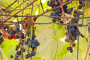 3025 NE Lakeshore Dr, Harrisville, MI 48740 - Photo 32