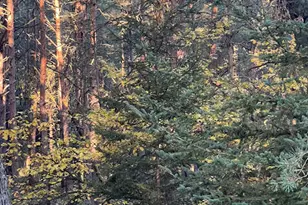 3498 Lindeman Rd, Manistee, MI 49660 - Photo 60