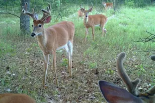 10652 N River Rd, Irons, MI 49644 - Photo 24