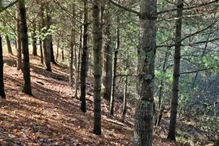 10652 N River Rd, Irons, MI 49644 - Photo 4