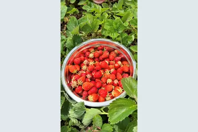 22942 M-43, Kalamazoo, MI 49009 - Photo 60