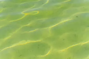 818 Whitfield View, Walloon Lake, MI 49796 - Photo 116