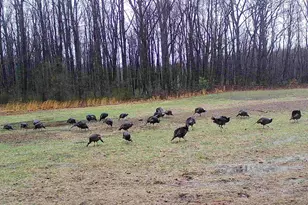 78720 Co Rd 376, Coloma, MI 49038 - Photo 76