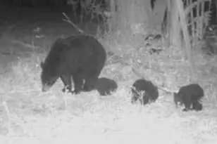 10544 N Lazy Ln, Bitely, MI 49309 - Photo 26