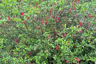 6629 W East Rd, Three Oaks, MI 49128 - Photo 38