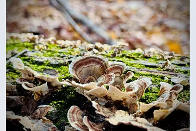 6629 W East Road, Three Oaks, MI 49128 - Photo 30