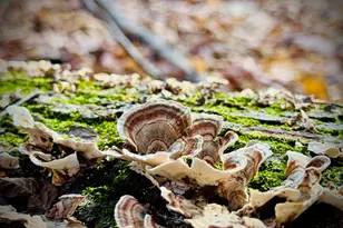 6629 W East Rd, Three Oaks, MI 49128 - Photo 30