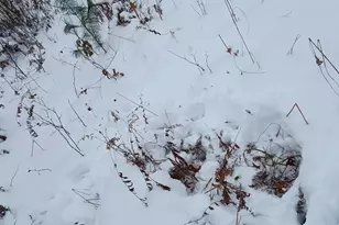 V/L 118A E Townline Rd, Free Soil, MI 49411 - Photo 10