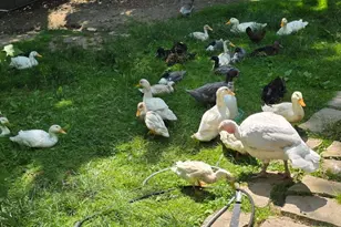 2348 Segwun Ave SE, Lowell, MI 49331 - Photo 36