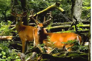 1110 Denway Dr, Kalamazoo, MI 49008 - Photo 22