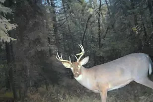 1570 Ryno Rd, Big Creek, MI 48636 - Photo 42