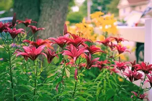 289 Lyon Lake Rd, Marshall, MI 49068 - Photo 62