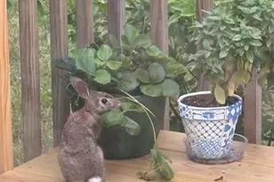 5541 Eric St, Allendale, MI 49401 - Photo 10