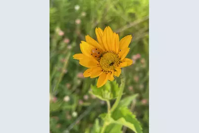 8885 Burmeister Road, Saline, MI 48176 - Photo 70