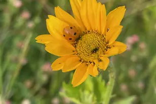 8885 Burmeister Rd, Saline, MI 48176 - Photo 58