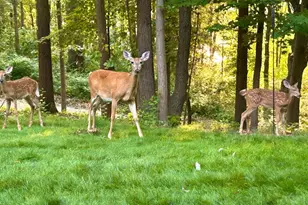 7606 N 46th St, Augusta, MI 49012 - Photo 54