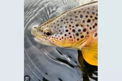 10652 N River Road #D, Irons, MI 49644 - Photo 26