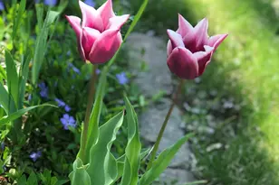 1261 Pageant Ave, Ypsilanti, MI 48198 - Photo 52