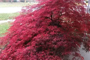 1261 Pageant Ave, Ypsilanti, MI 48198 - Photo 54