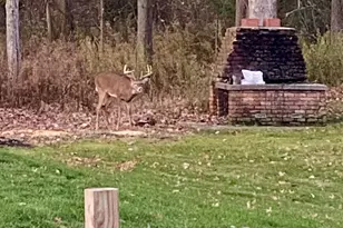 45867 Wear Rd, Belleville, MI 48111 - Photo 30