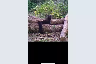 2554 Lee Derrer Road, Mancelona, MI 49659 - Photo 10