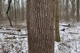 W Copeland Rd, Bronson, MI 49028 - Photo 1