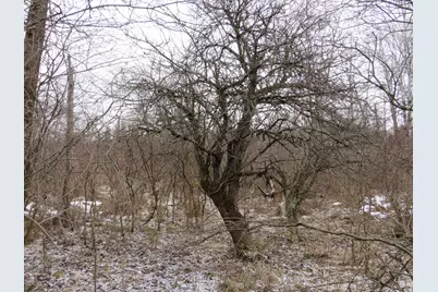 Vl Jefferson Road, Morley, MI 49336 - Photo 14