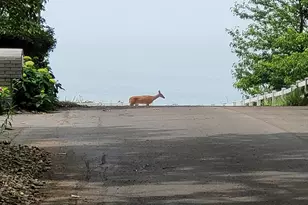 3170 Wild Dunes Path, Stevensville, MI 49127 - Photo 44