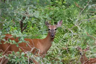 9708 Oakview Dr, Portage, MI 49024 - Photo 30